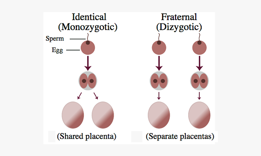 Creative Commons - Monozygotic Twins, Transparent Clipart
