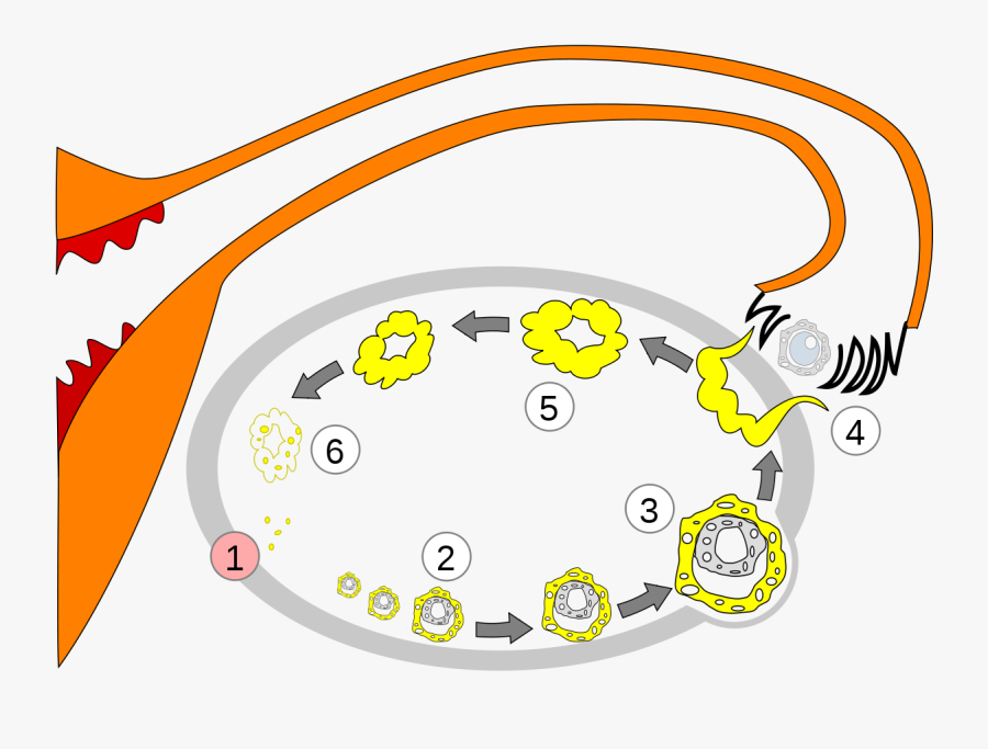 Shazz Ovulation, Transparent Clipart