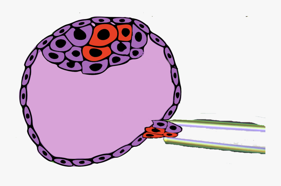Blastosist Trofoblast, Transparent Clipart