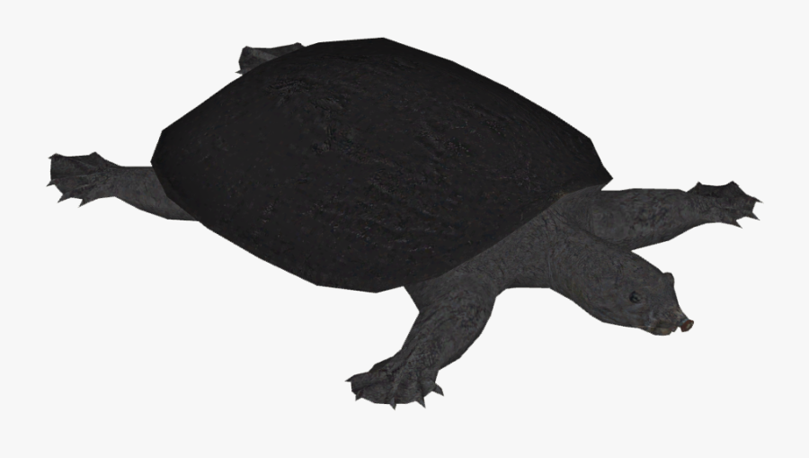 Transparent Turtle Silhouette Png - Silhouette Soft Shell Turtle, Transparent Clipart