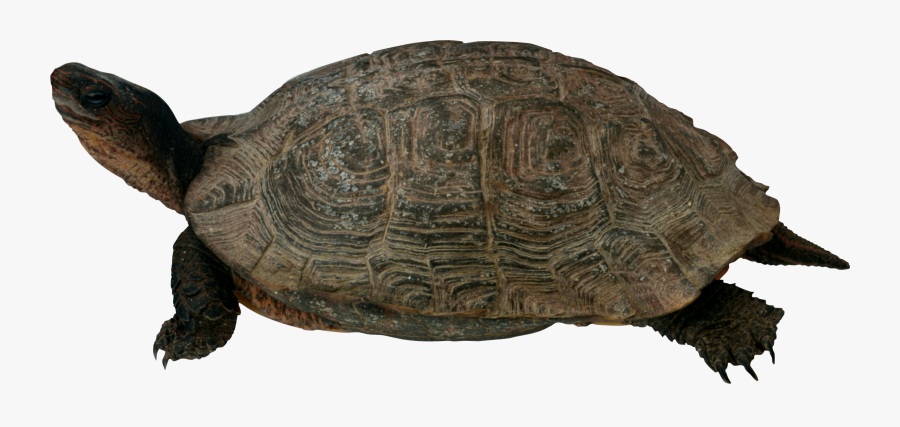 Sea Turtle Clipart Transparent Background - Fox Tortoise And Leopard Story, Transparent Clipart