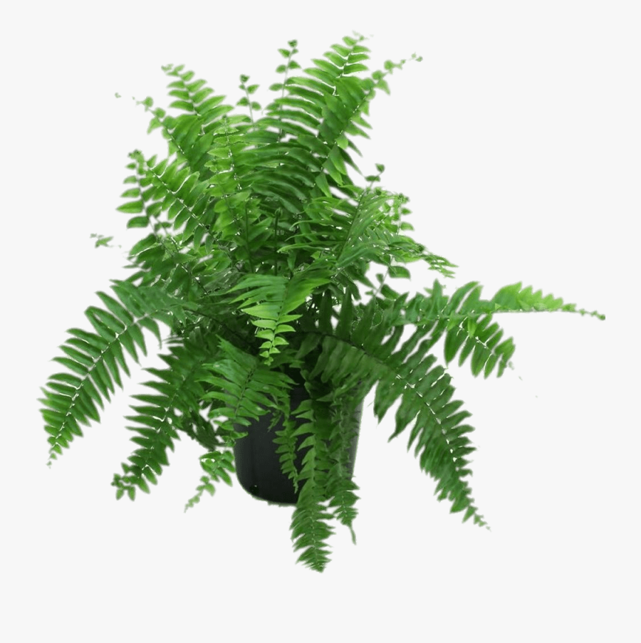Fern Clipart Transparent Background Fern In Pot Png Free Transparent Clipart Clipartkey Fern Clipart Transparent Background Fern In Pot Png Free Transparent Clipart Clipartkey
