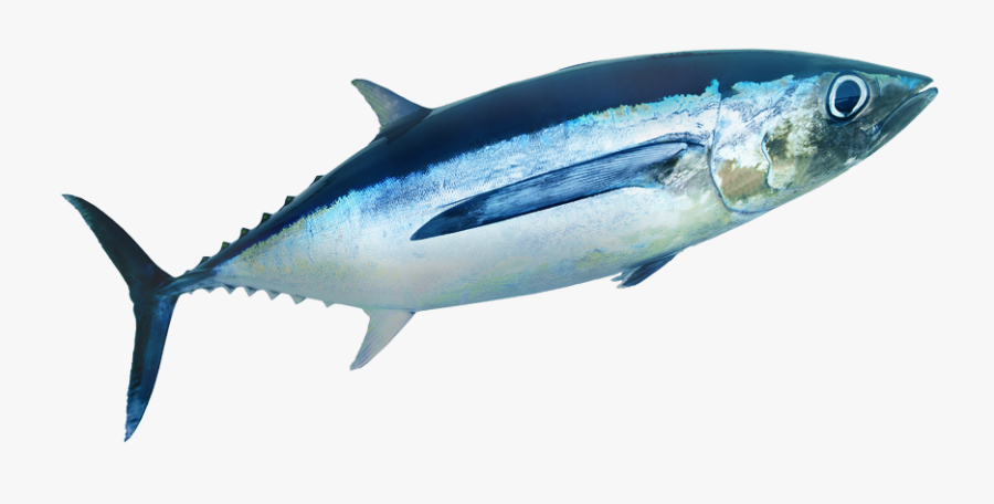 Transparent Tuna Fish Png - Shark, Transparent Clipart