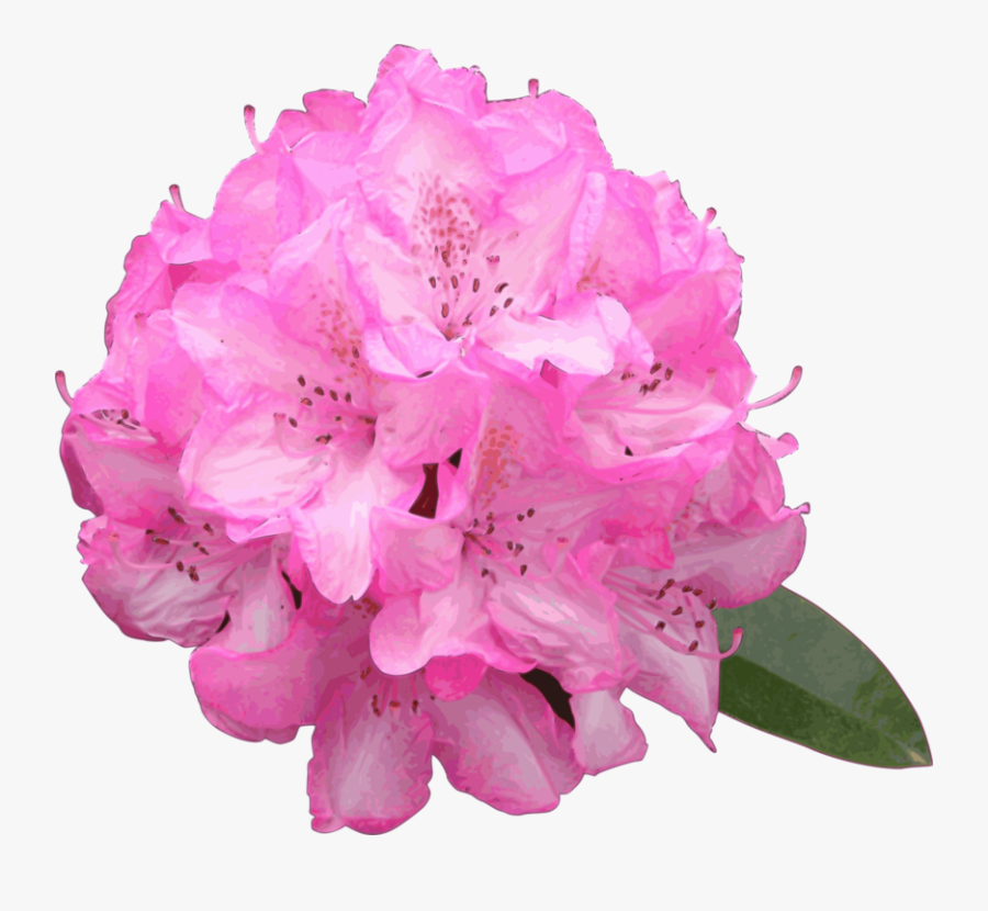 Rhododendron Flower - Rhododendron Png, Transparent Clipart