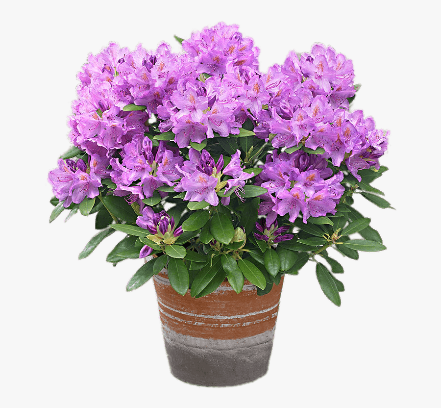 Mauve Rhododendron In A Pot - Rhododendron Grandiflorum, Transparent Clipart