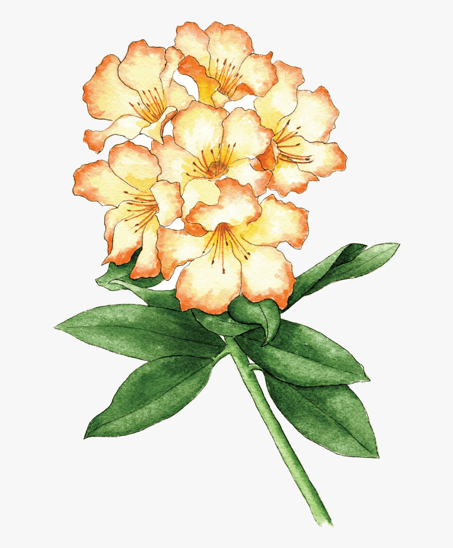 Rhodo Seaview Sunset - Evergreen Rose, Transparent Clipart