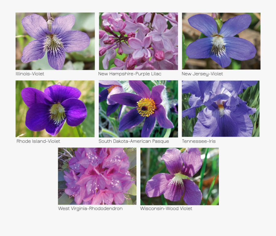 Transparent Iris Flower Png - Iris, Transparent Clipart