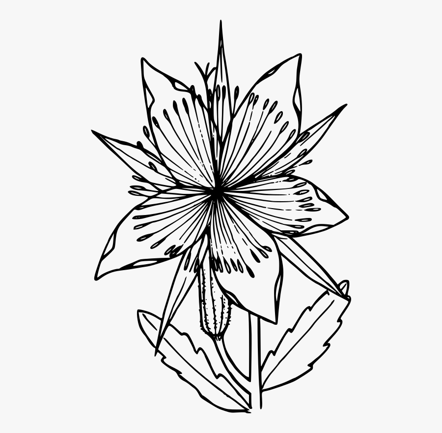 Blazing Star Flower Drawing, Transparent Clipart