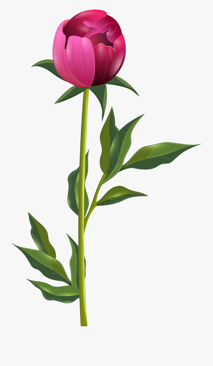 Png Clip Art Image - Peony Bud Clipart, Transparent Clipart