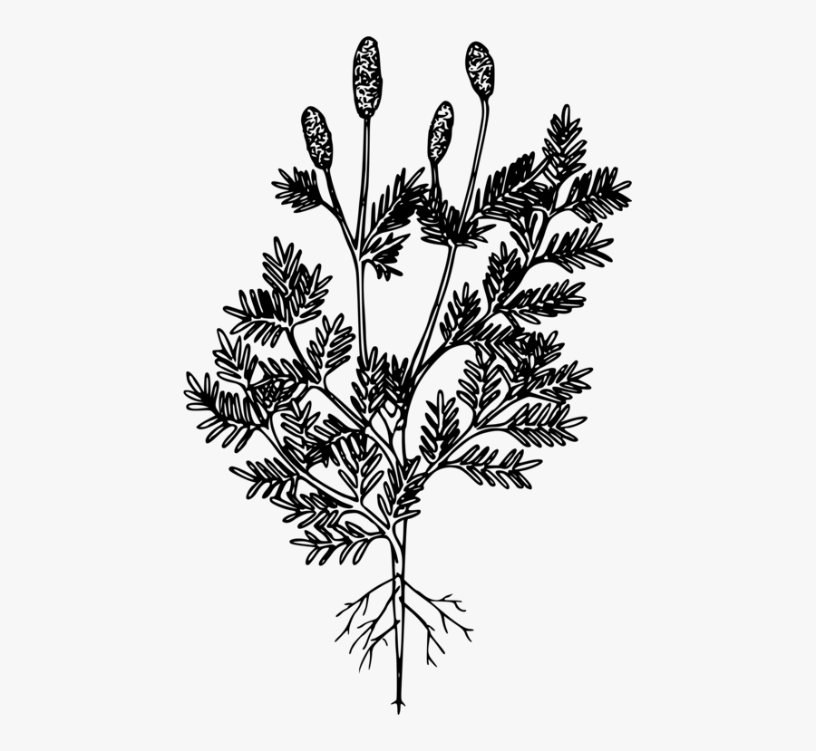 American Larch,white Pine,plant - Euryops Pectinatus, Transparent Clipart