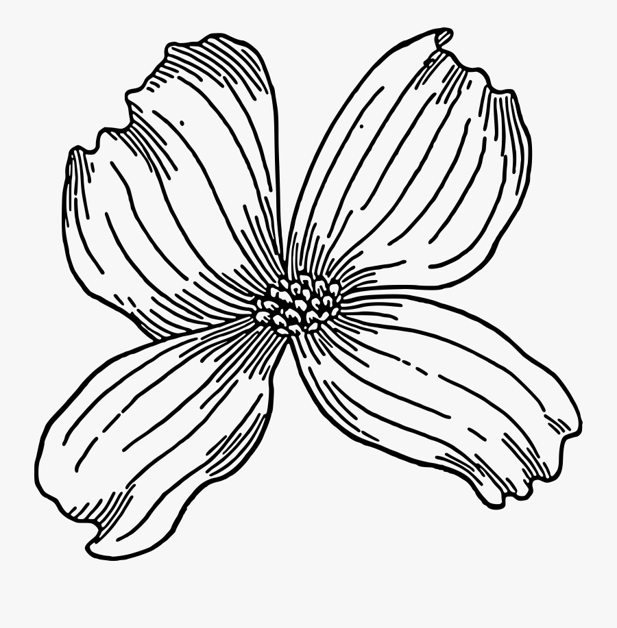 Dogwood Vector Pacific - Dogwood Clip Art, Transparent Clipart