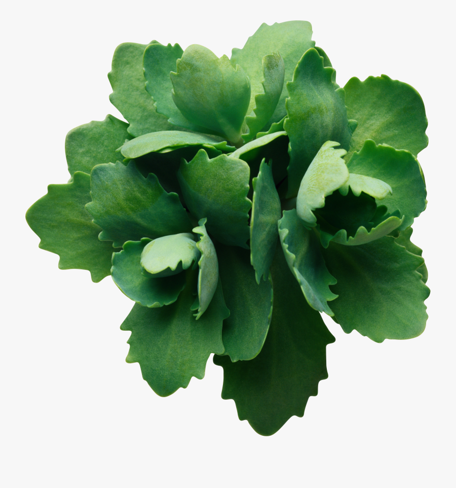 Green Leaves Png Image - Green Flower Transparent Background, Transparent Clipart
