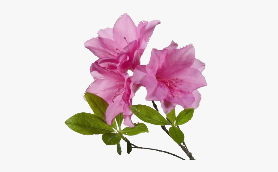 Free Cliparts Azaleas - Azalea Flower Png, Transparent Clipart