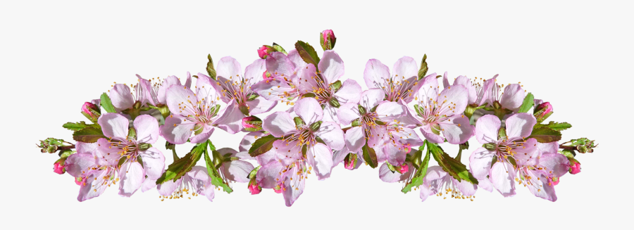 Цветы Вишни - Cherry Blossom, Transparent Clipart