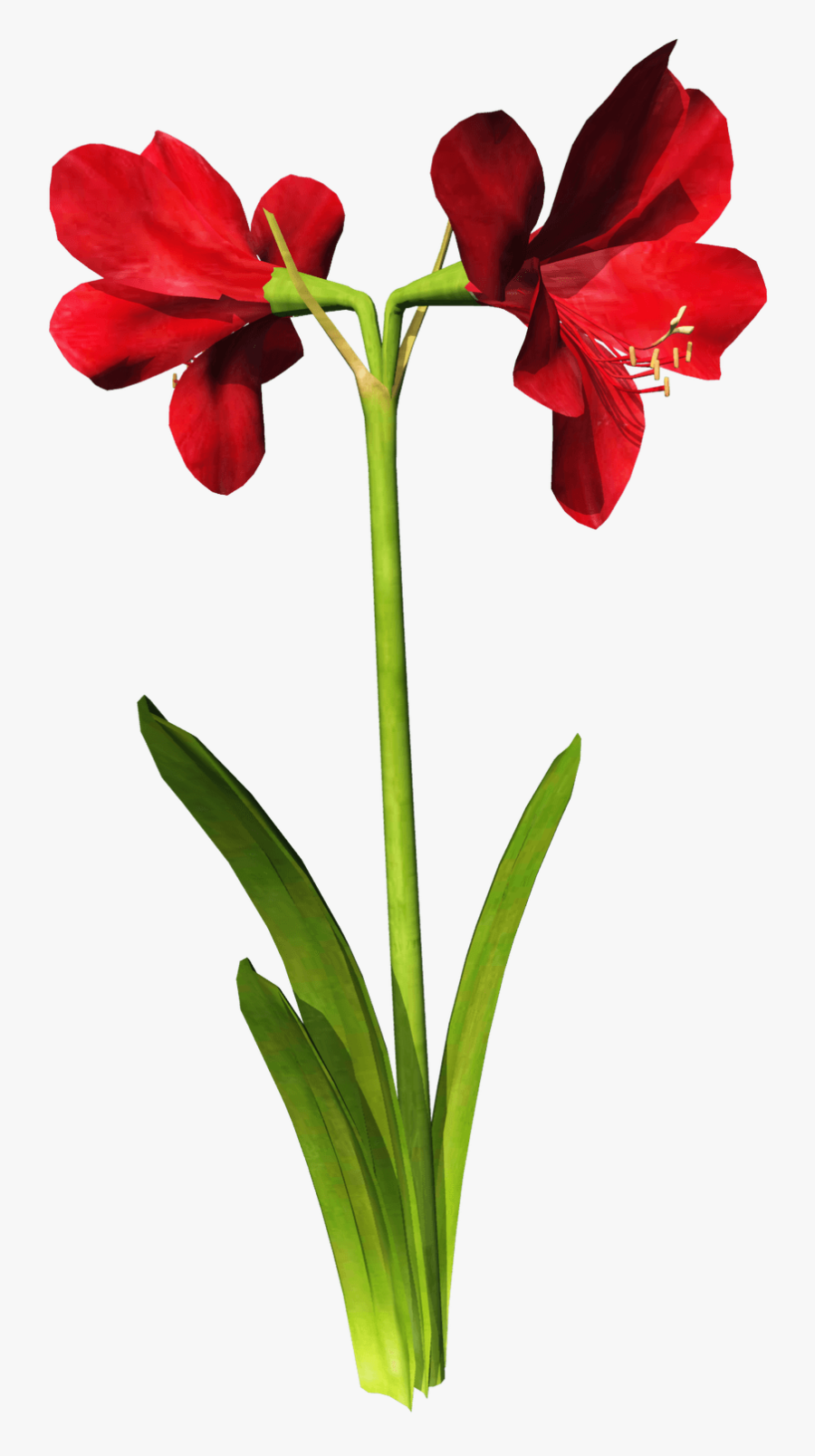 Free High Resolution Graphics And Clip Art - Hippeastrum, Transparent Clipart
