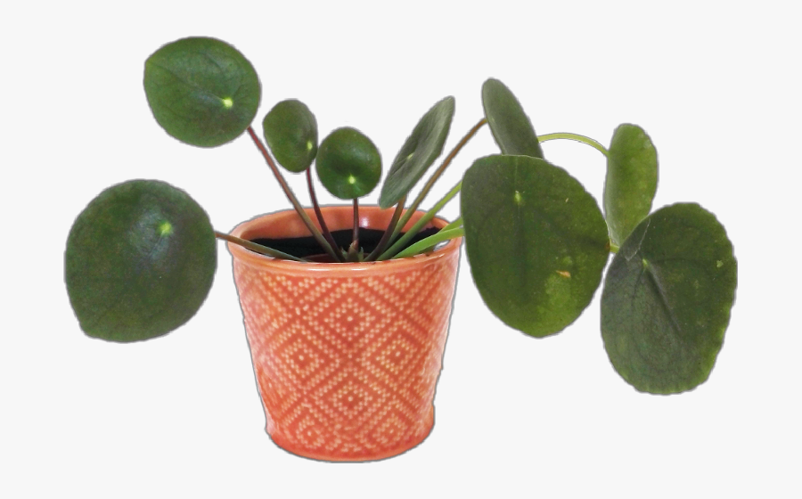 Plant Aesthetic Arthoe Planthoe Plants Freetoedit - Flowerpot, Transparent Clipart
