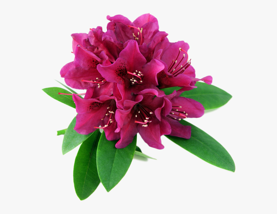 Transparent Rhododendron Png - Alstroemeriaceae, Transparent Clipart
