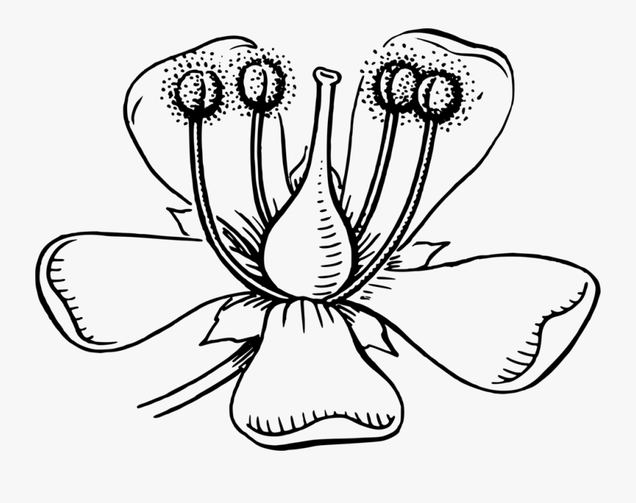 Symmetry,monochrome Photography,petal - Pollen Grain Clipart Black And White, Transparent Clipart