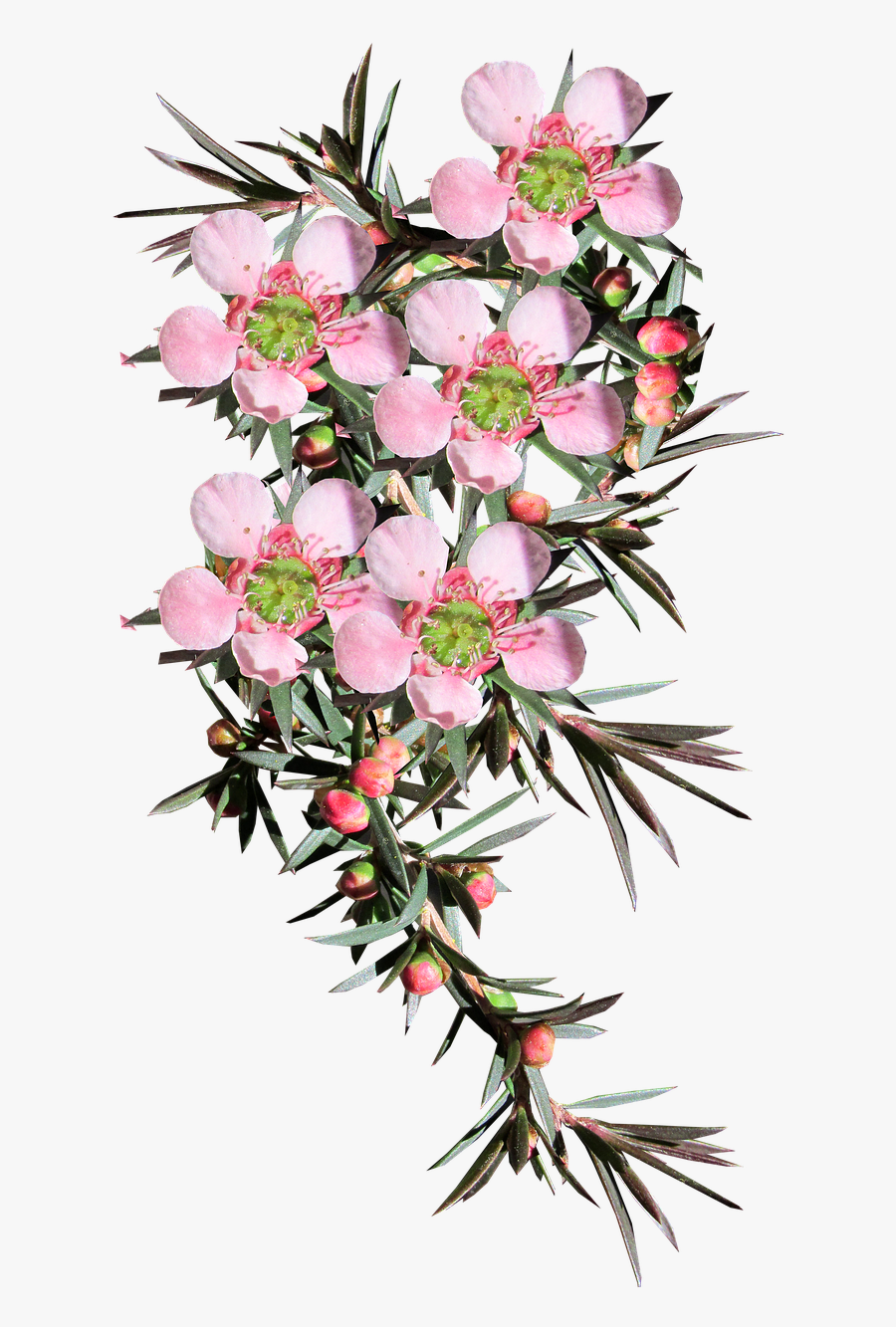 Native Australian Flowers Transparent Background , Free Transparent