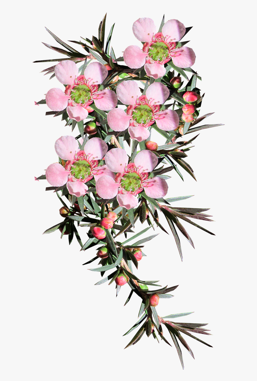 Native Australian Flowers Transparent Background, Transparent Clipart