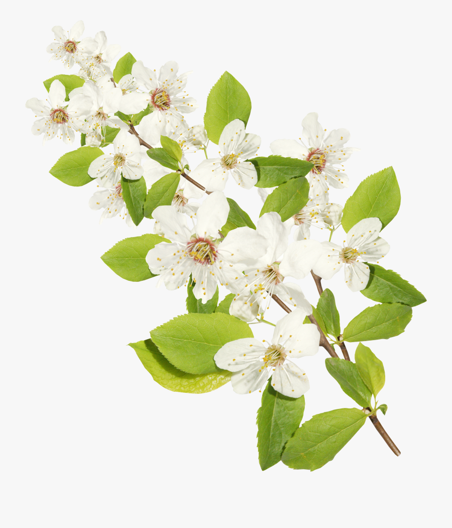 Цветы Ветка Пнг, Transparent Clipart