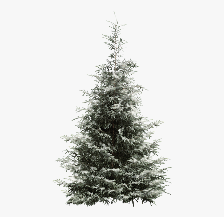 Fir Tree Pine Year Spruce Snowflake Clipart - Conifer Tree Png, Transparent Clipart