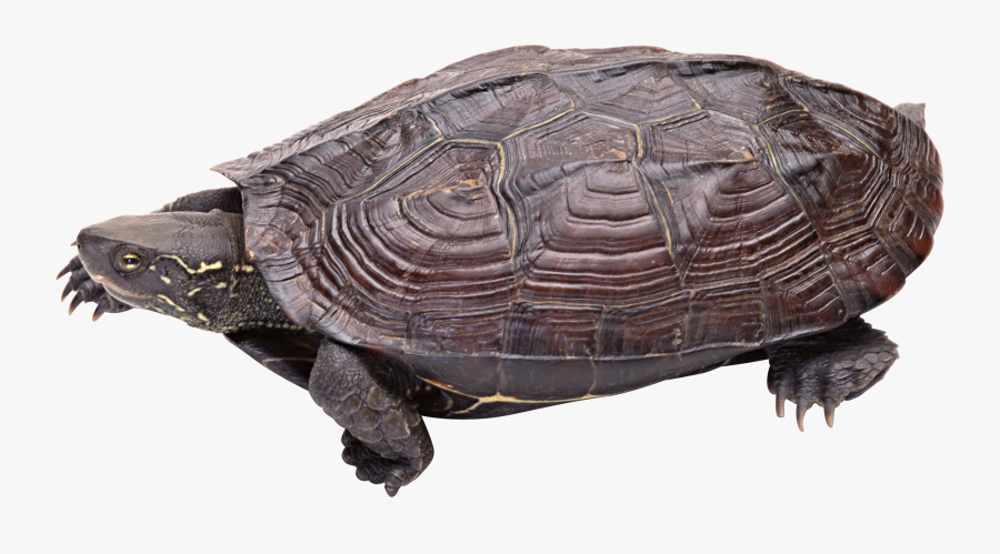 Transparent Turtle Clipart Png - Snapping Turtle Transparent Background, Transparent Clipart