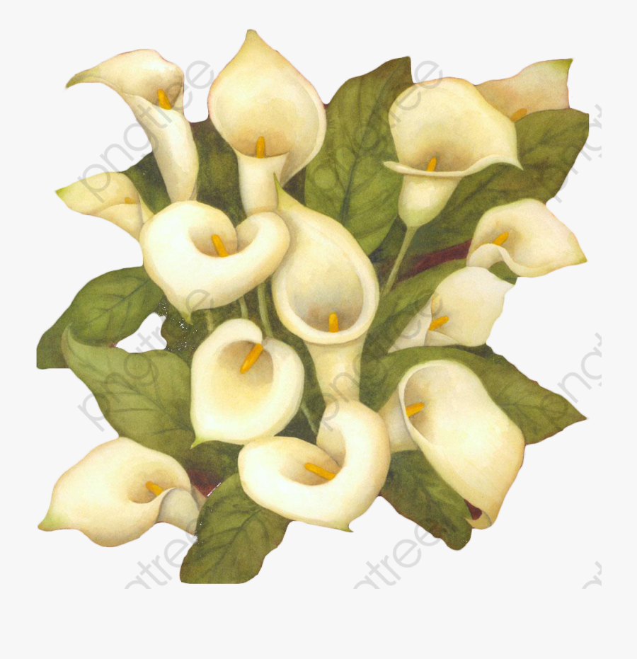 White Flower Bouquet Clipart - Arum-lily, Transparent Clipart