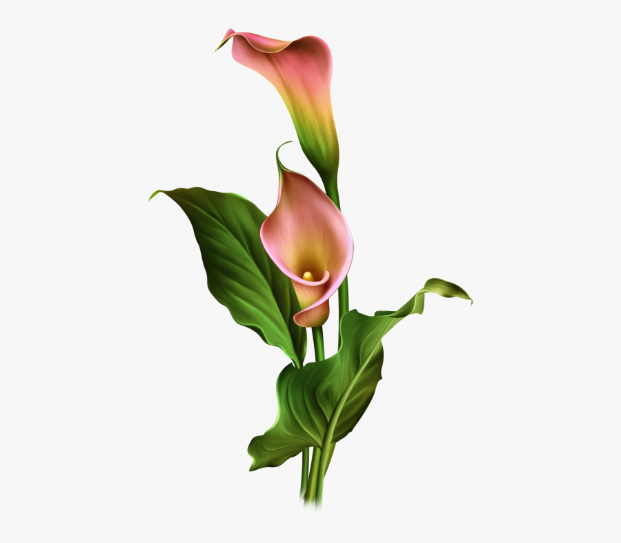 Calla Lily Flower Png, Transparent Clipart