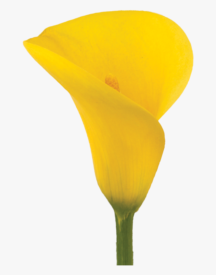 Yellow Lilies Meaning, Transparent Clipart