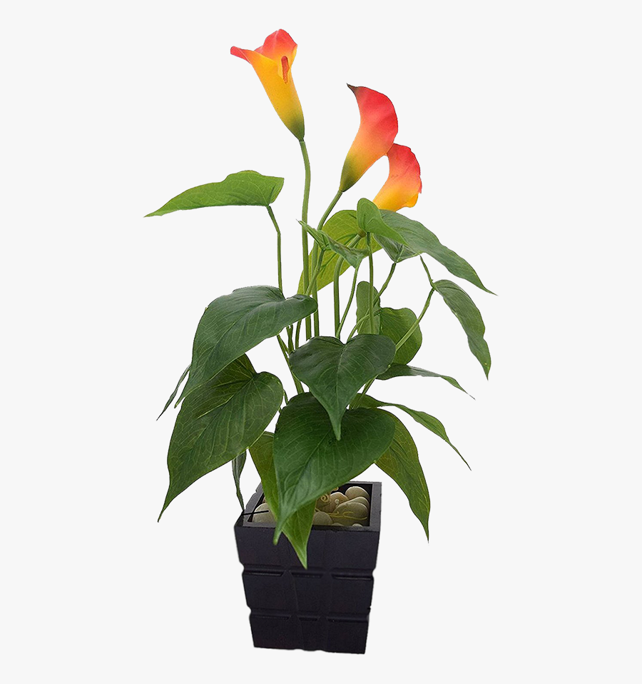 Clip Art Artificial Calla Lily - Giant White Arum Lily, Transparent Clipart