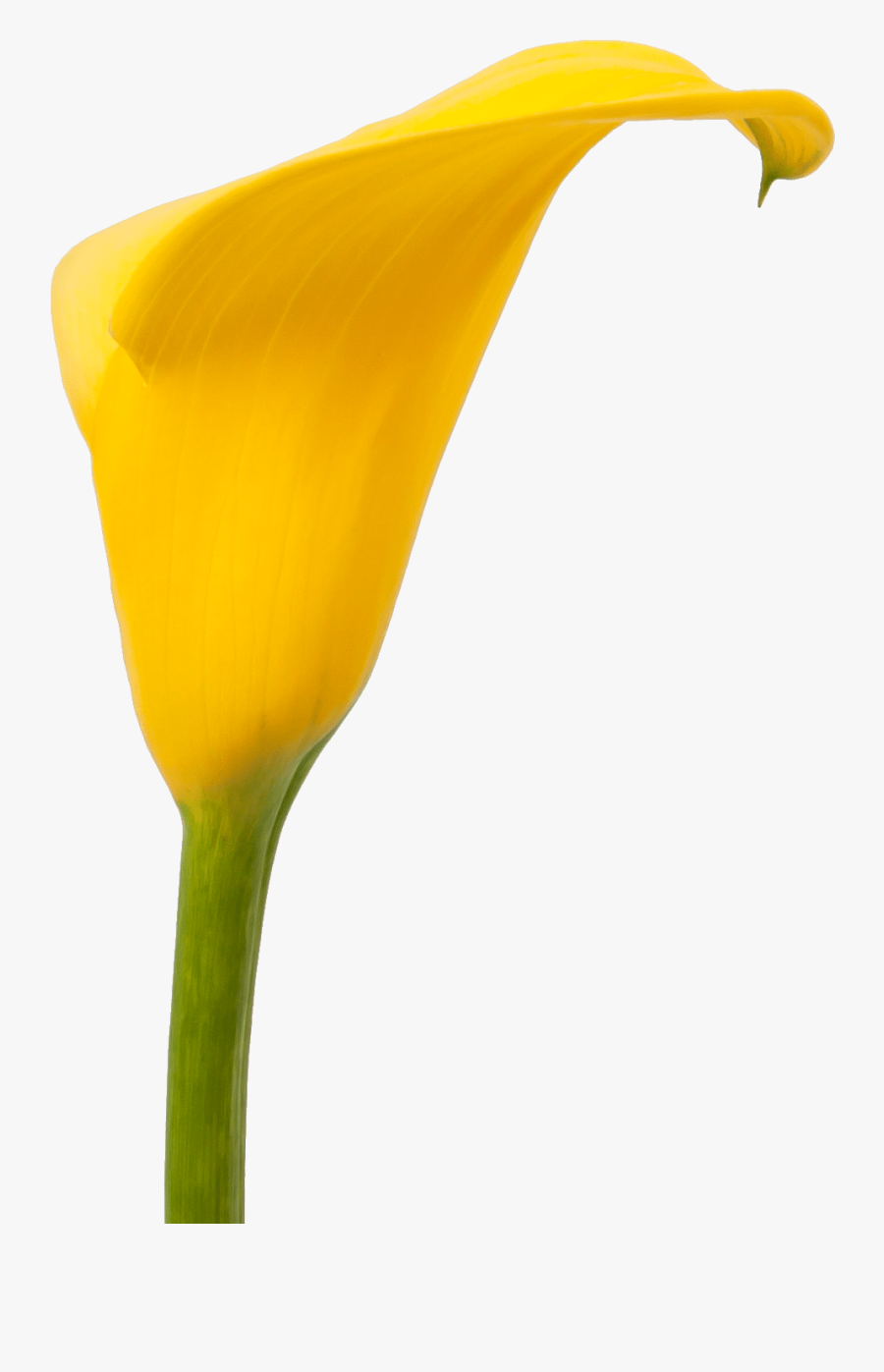 Transparent Fall Flowers Png - Giant White Arum Lily, Transparent Clipart