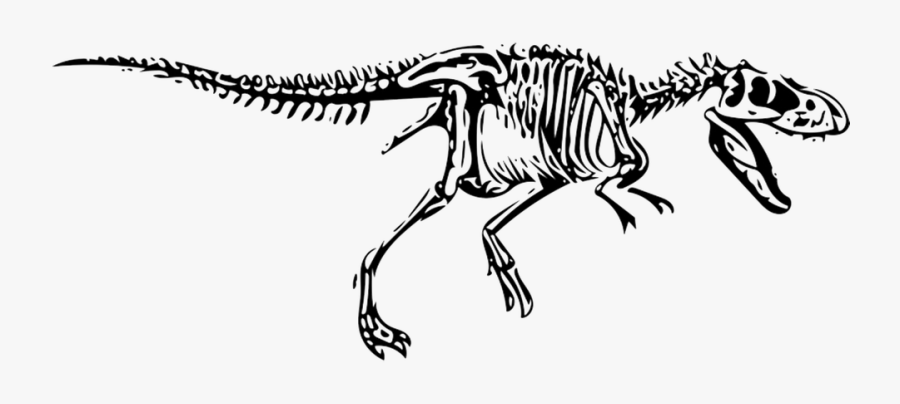 T Rex Fossil Drawing, Transparent Clipart