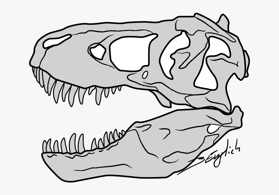 Clip Black And White Clipart Face T Rex Free For Download - T Rex Bones Drawing, Transparent Clipart