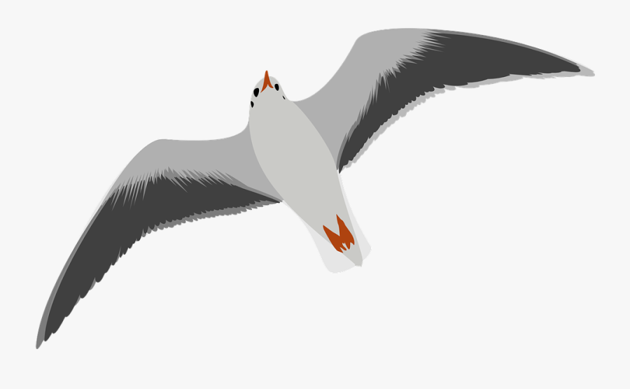 Seagull, Bird, Flying, Ocean, Nautical, Seabird - Clip Art Seagull, Transparent Clipart