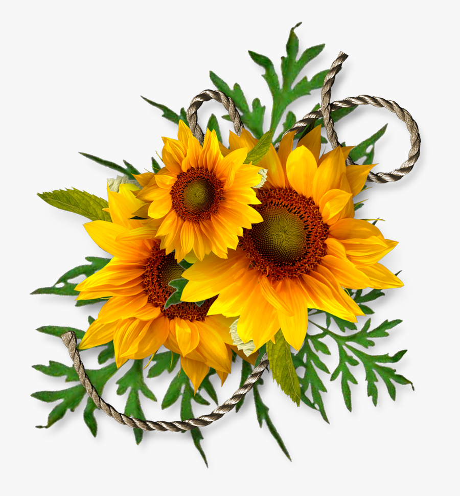 Cheyokota Digital Scraps Transfer Decoupage Kwiaty - Transparent Background Sunflower Clipart, Transparent Clipart