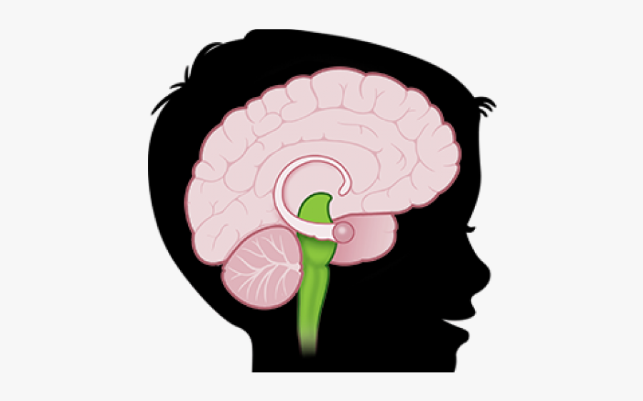 Brains Clipart Engineering - Hippocampus Clipart, Transparent Clipart