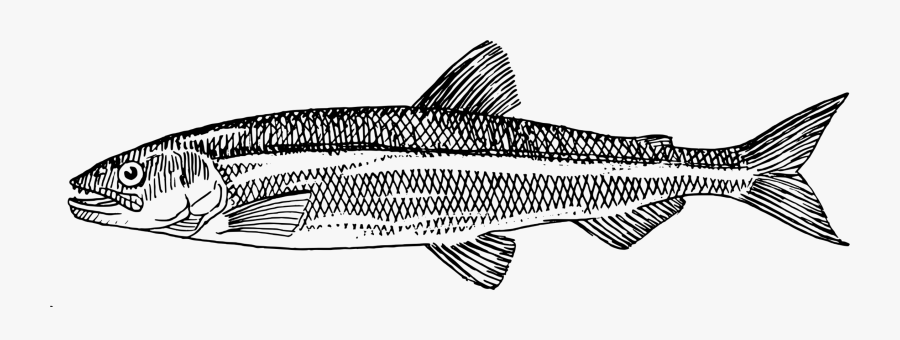 Indian Clipart Free For Coloring Book - Draw A Herring Fish, Transparent Clipart