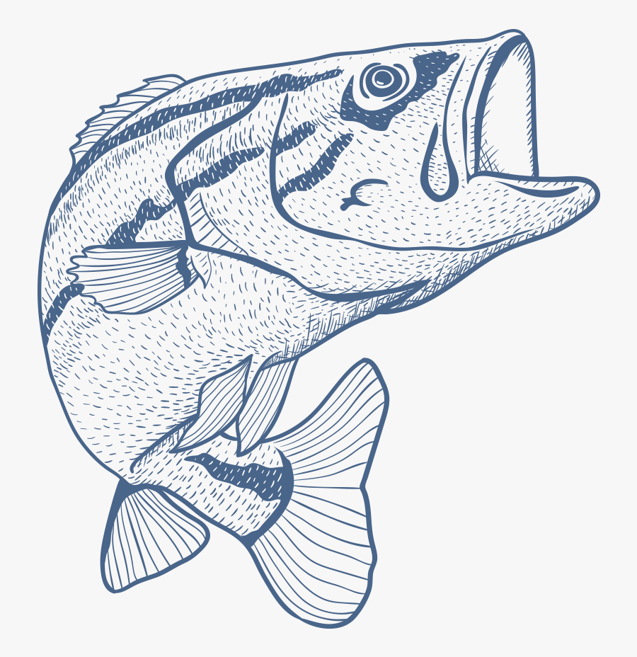 Transparent Bass Fish Clipart Black And White - Fish Coming Out Of Water Drawing, Transparent Clipart