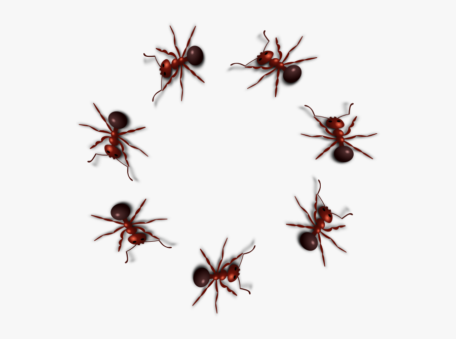 Transparent Animated Ants Gif, Transparent Clipart
