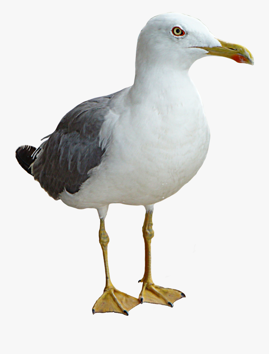 Download Png Image Report Seagull Png- - Seagull Png, Transparent Clipart