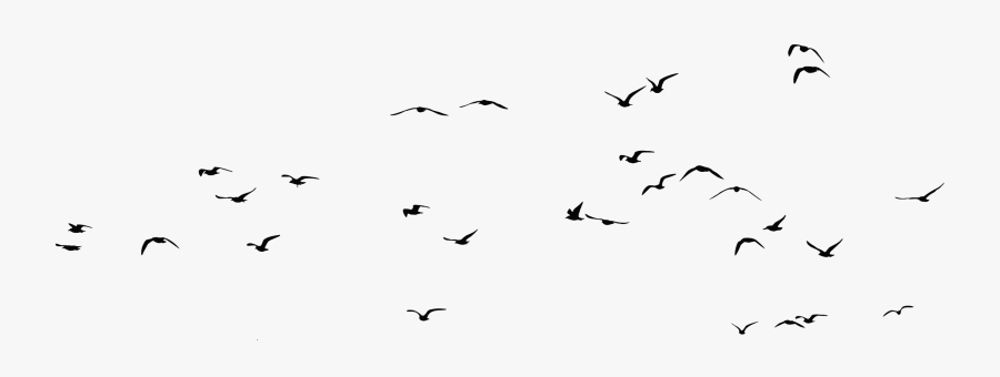 Bird Gulls Silhouette Clip Art - Flock Of Seagulls Png, Transparent Clipart