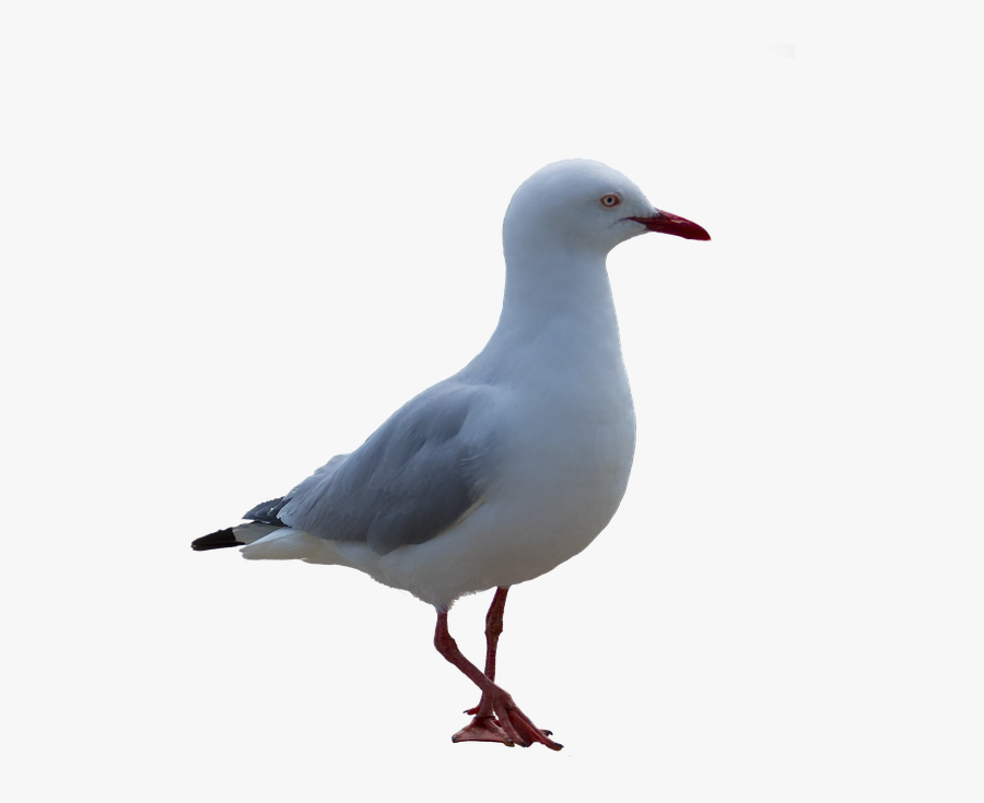 Transparent Seagulls Clipart - Måger Png, Transparent Clipart