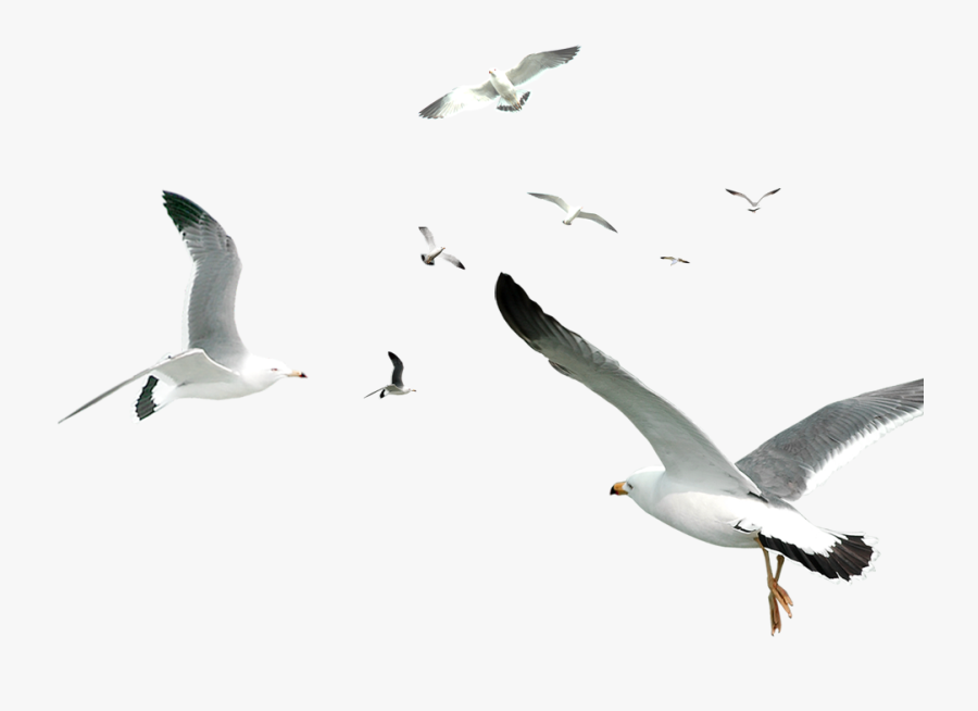 Decorative Flocks Pattern Flying Gulls Simple Seagull - White Birds Flying Png, Transparent Clipart