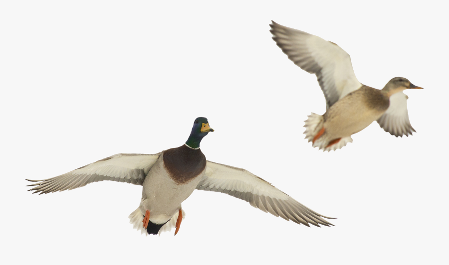 Flying Seagull Clipart Download - Ducks In Flight Png, Transparent Clipart