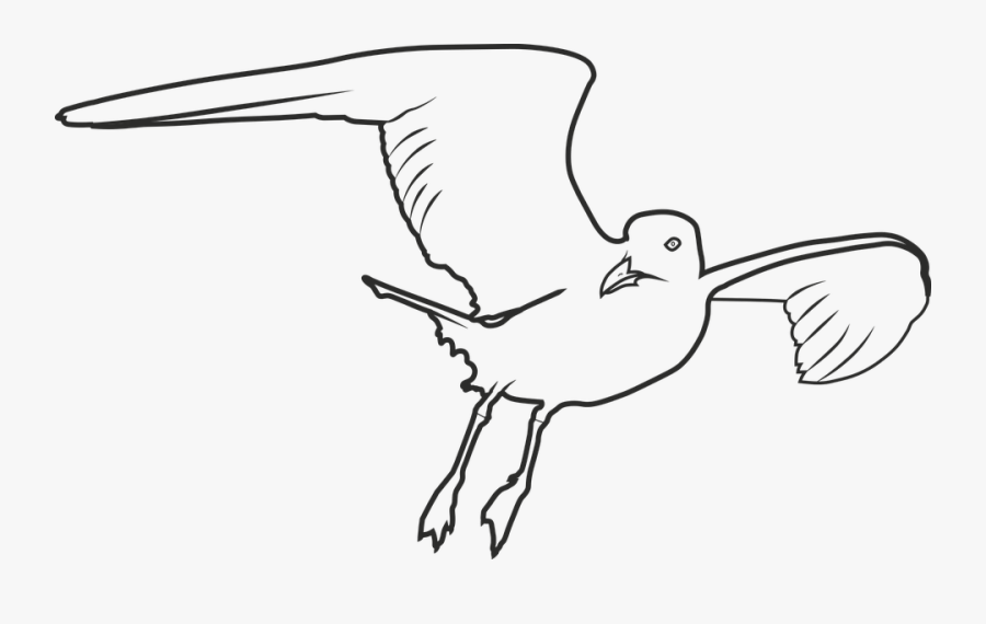 Transparent Seagull Clipart Png - Figura Para Colorir De Gaivota, Transparent Clipart