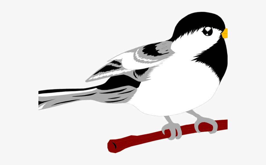 Small Clipart Seagull - 画眉 鸟 图片, Transparent Clipart