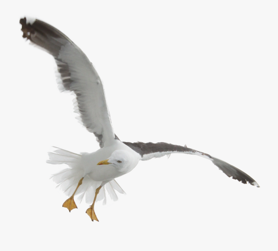 Gull - Transparent Background Seagull Png, Transparent Clipart