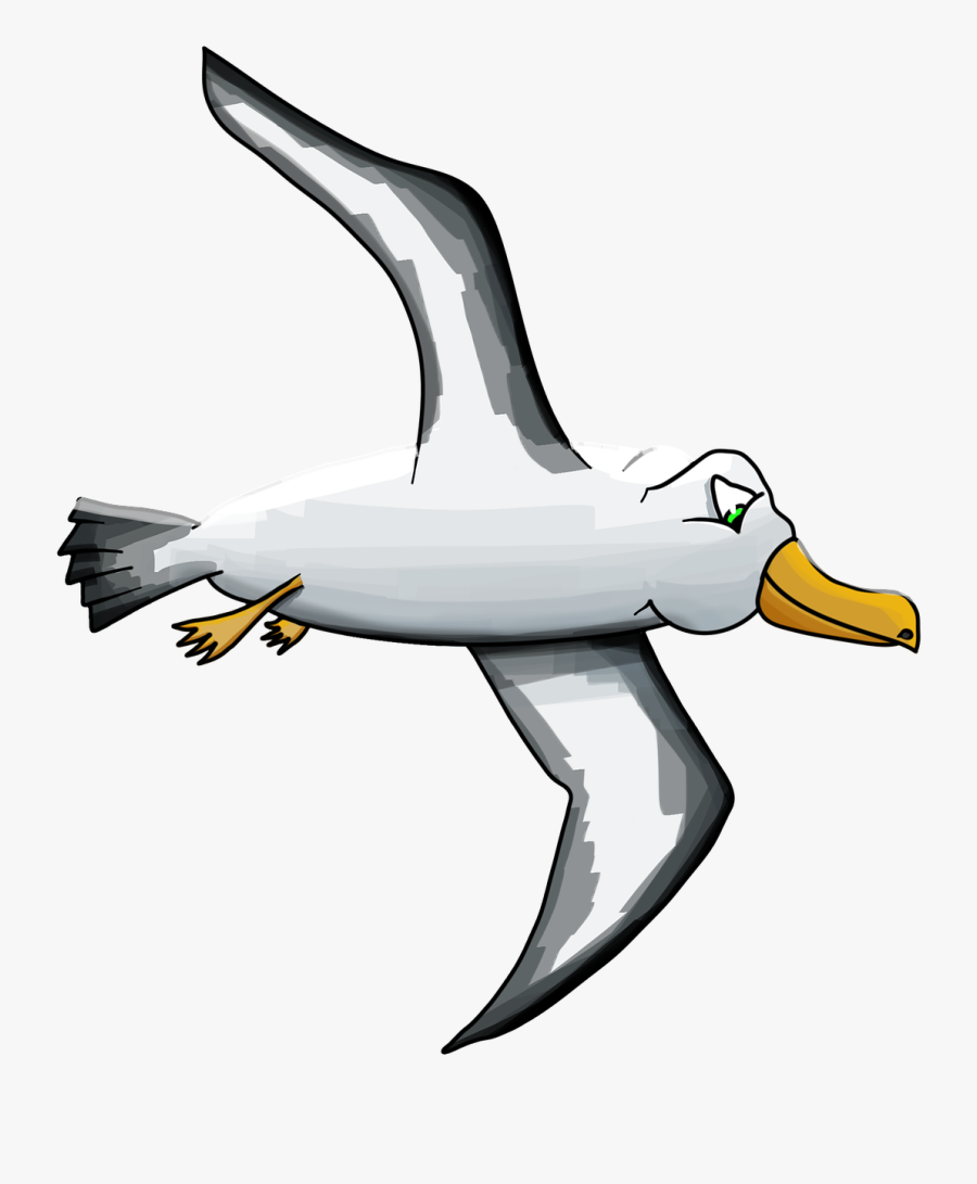 Albatross, Bird, Seagull, Pet - Альбатрос Пнг, Transparent Clipart