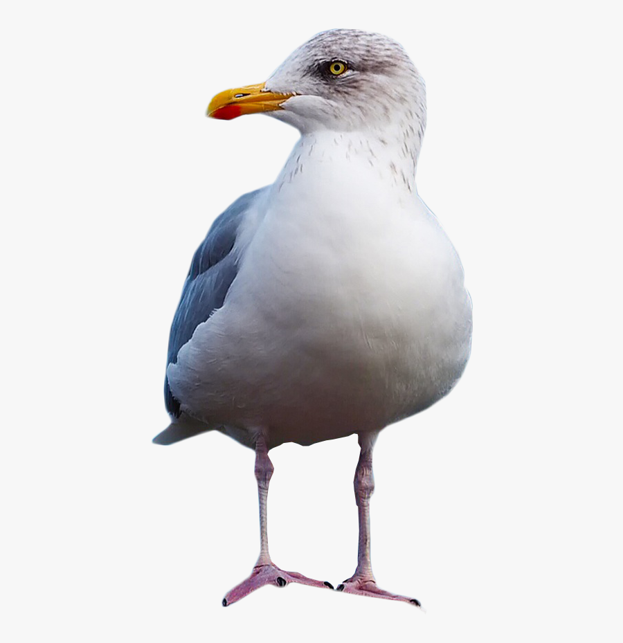 European Herring Gull Great Black-backed Gull Gulls - Seagull Transparent, Transparent Clipart